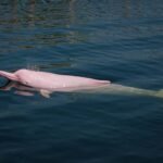 north carolina pink dolphins