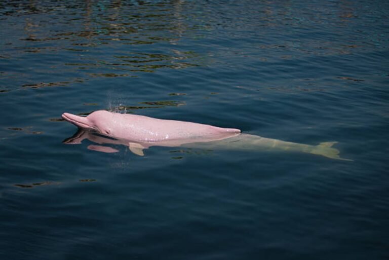 north carolina pink dolphins