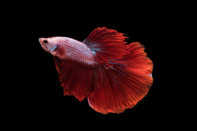 halfmoon betta